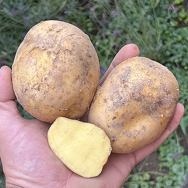 20 Kč/kg
