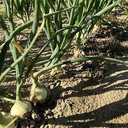 Cibule