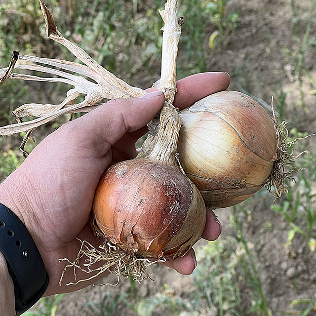 28 Kč/kg